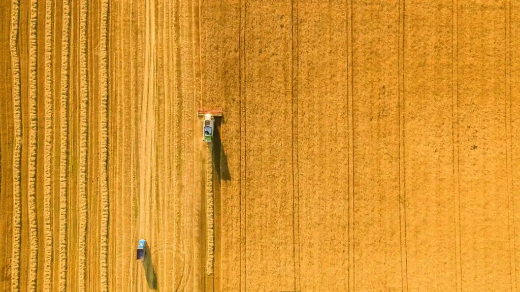 Récolte dans un champs. Solutions analytiques pour les produits agricoles - céréales, ingrédients et aliments